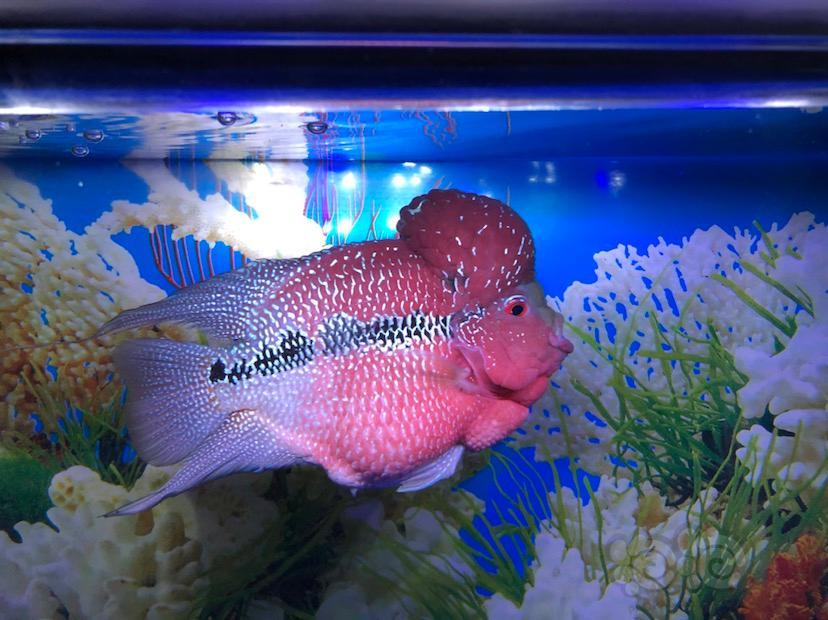 罗汉鱼这条鱼品相行吗