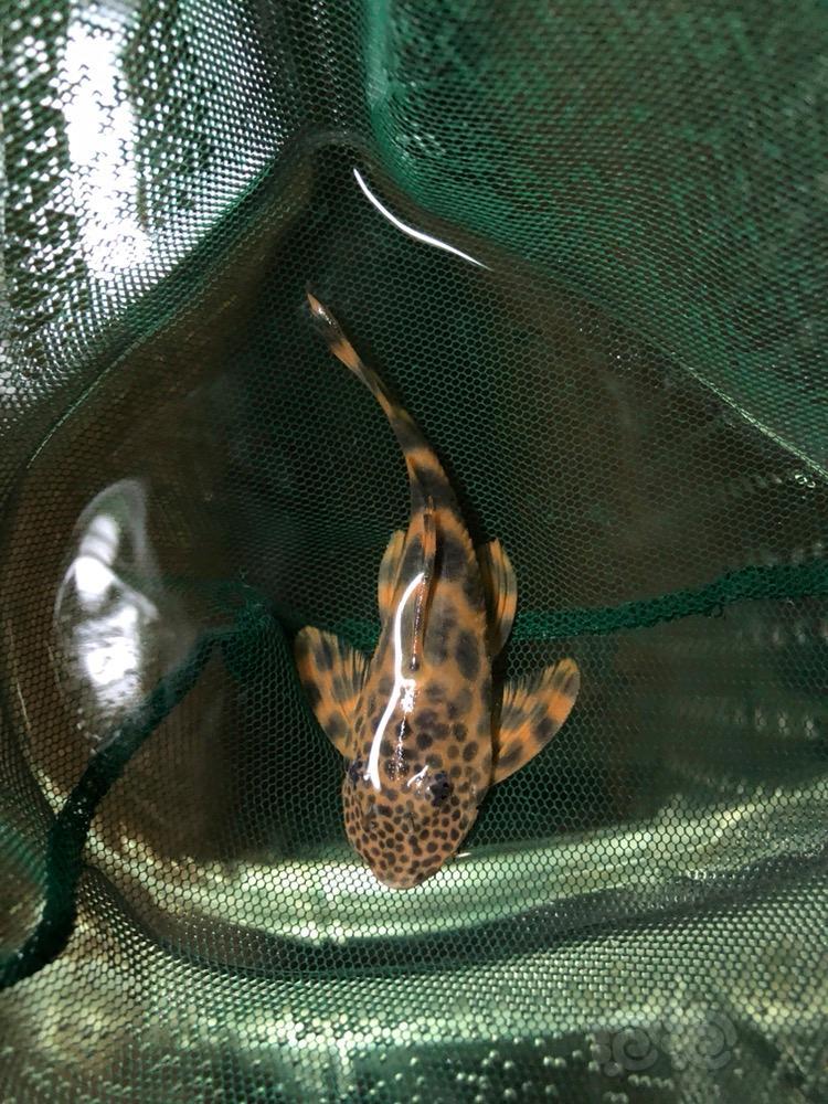 异型黑点老虎异形鱼