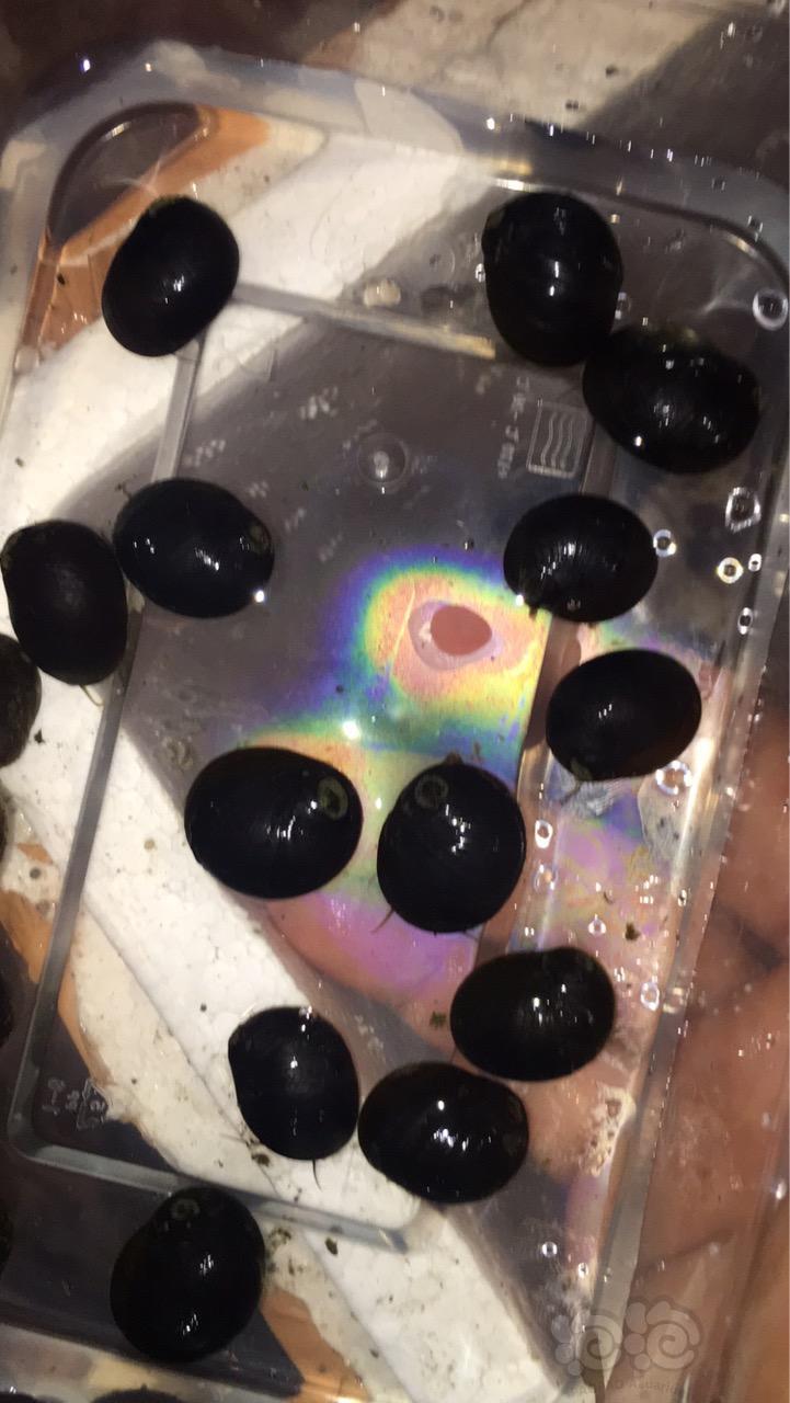 彩蛋螺来一次促销 黑金刚 奥莱彩螺 角螺等-图1