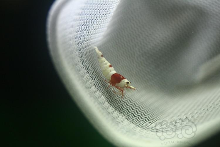【虾】2018-5-2#RMB拍賣純血紅白水晶蝦一對-图3