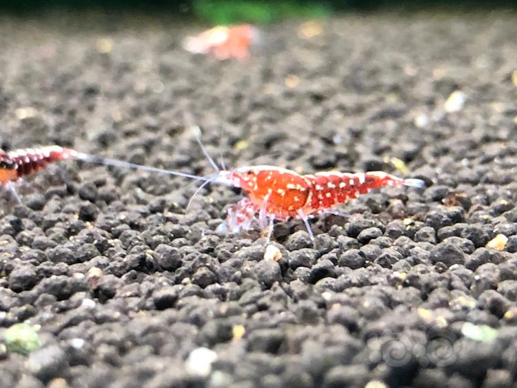【虾】2018-05-15#RMB拍卖红银河公虾2只-图1