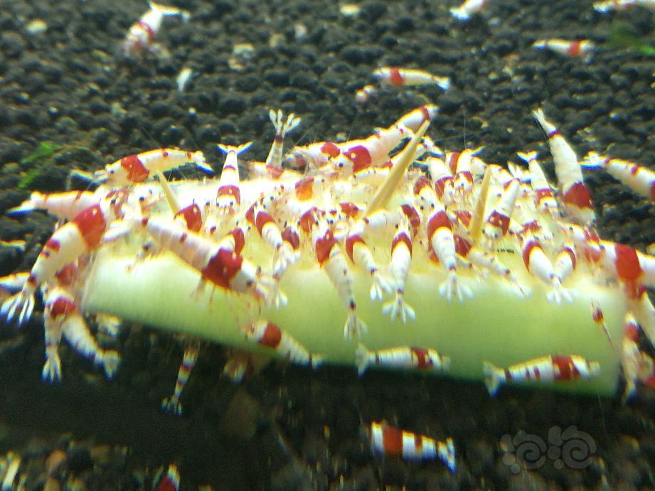 【虾螺】出红白水晶虾（照片存在一定曝光）-图2