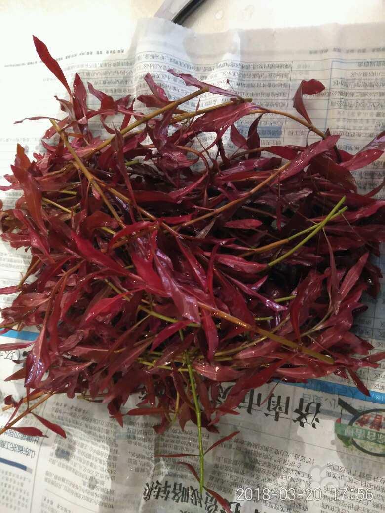 新叶底红100多颗50包邮了