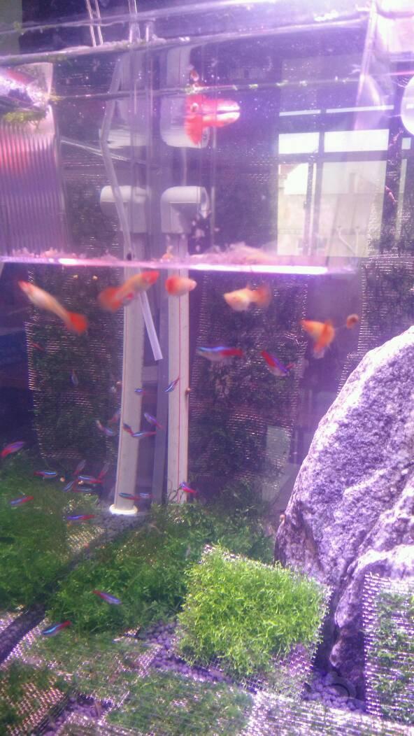 【孔雀鱼】小白开缸,养几只孔雀给大家看看