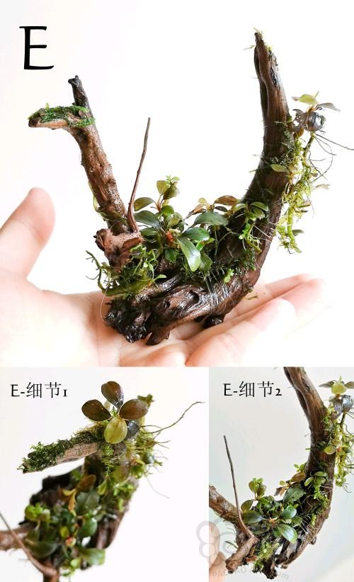 【水草】处理6个沉木定植椒榕一物一拍全水中叶-图6