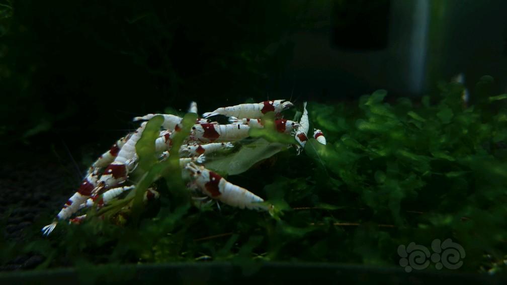 红白纯血水晶虾换鱼-图5