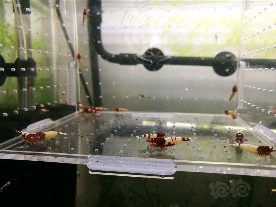 减密度出德系红pinto水晶虾-图4