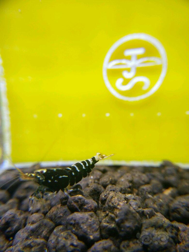 【虾】2018-5-3#RMB拍卖黑银和水晶虾四只-图3