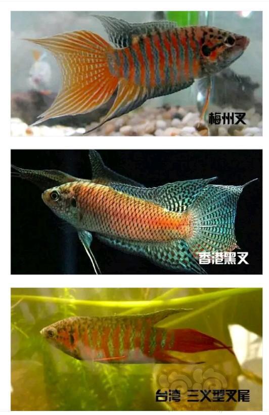 斗鱼中国斗鱼态特征