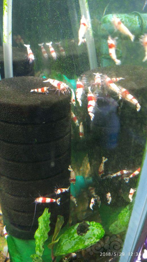 【出售】出几组红白水晶虾-图1