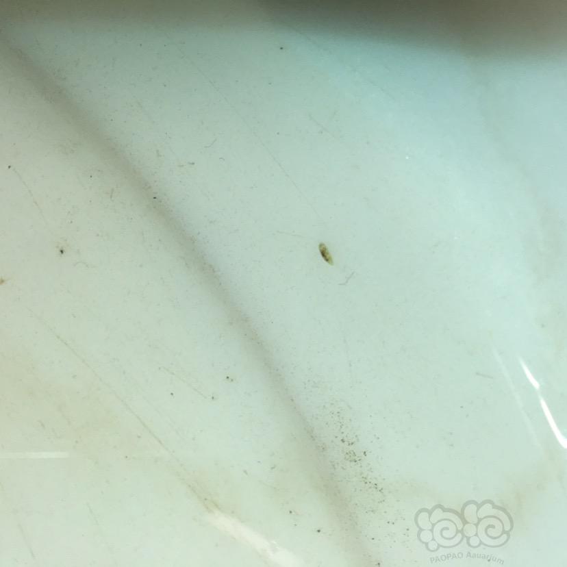 大家帮忙看看水晶虾缸里的什么虫-图1