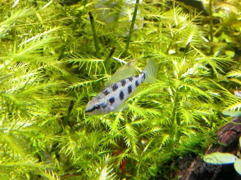 鱼类爆缸减密度出皇冠棋盘短鲷f1