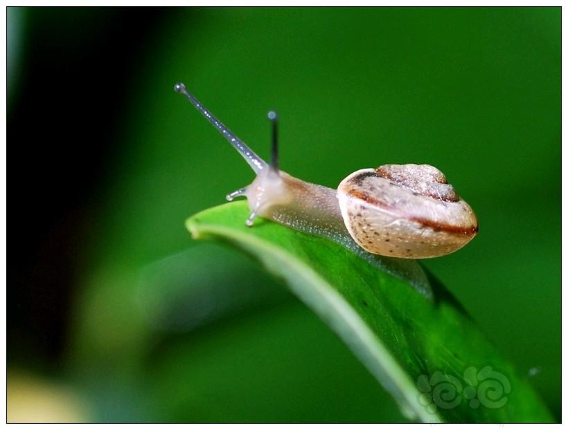 美图分享，蜗牛与蝴蝶-图5