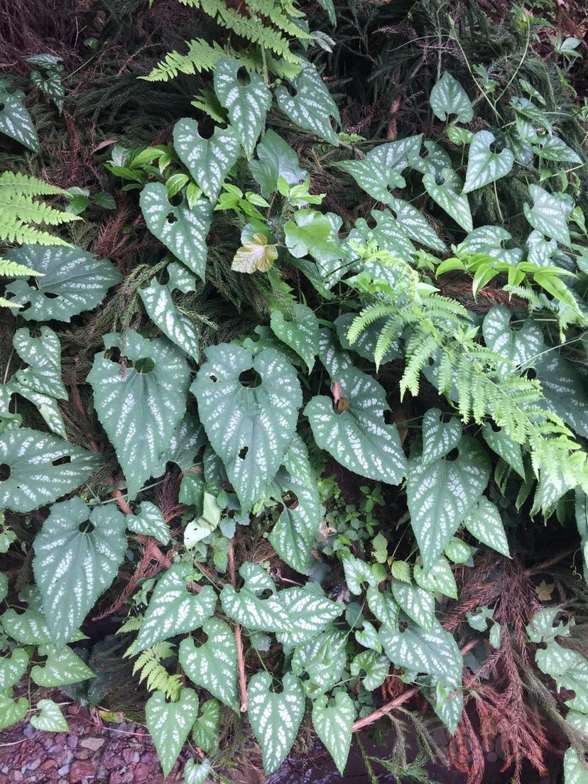 【其他】野草爬藤,省略几个字