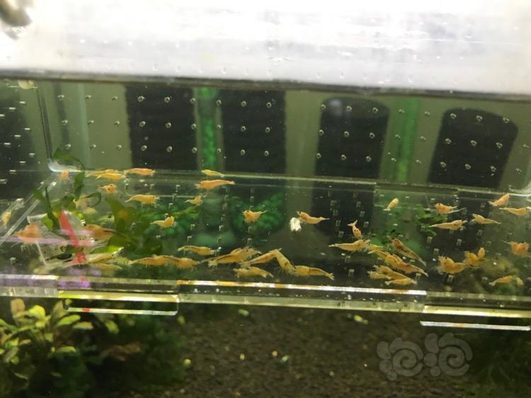 201856rmb拍卖红洞头出的白金虾水晶虾一份60只