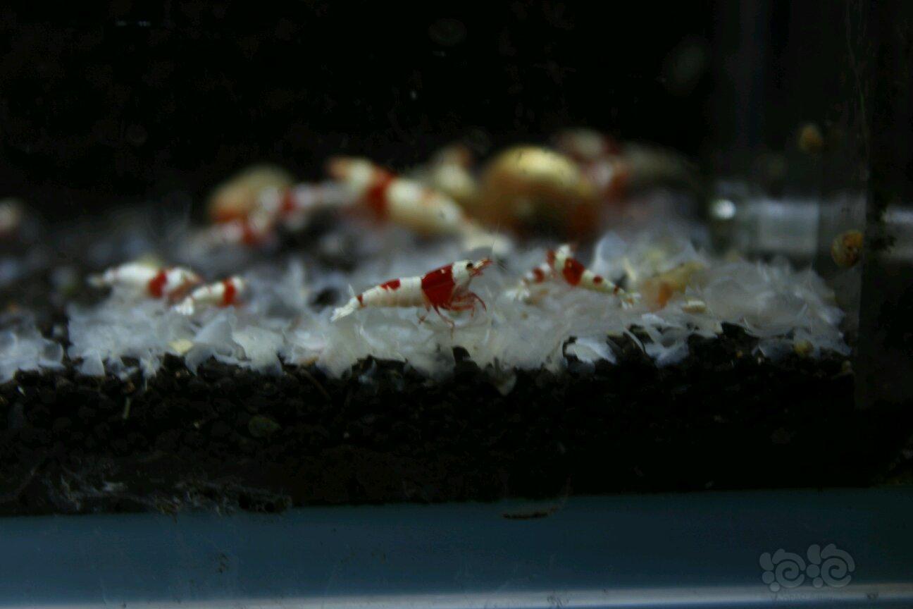 【虾】2018-5-10#RMB拍卖红白水晶虾6只-图1