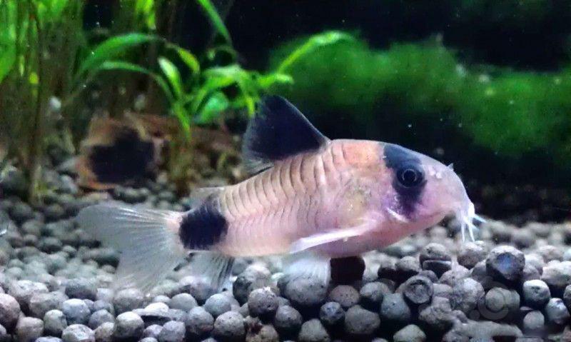 底栖观赏鱼 【其它】一帮小老头.