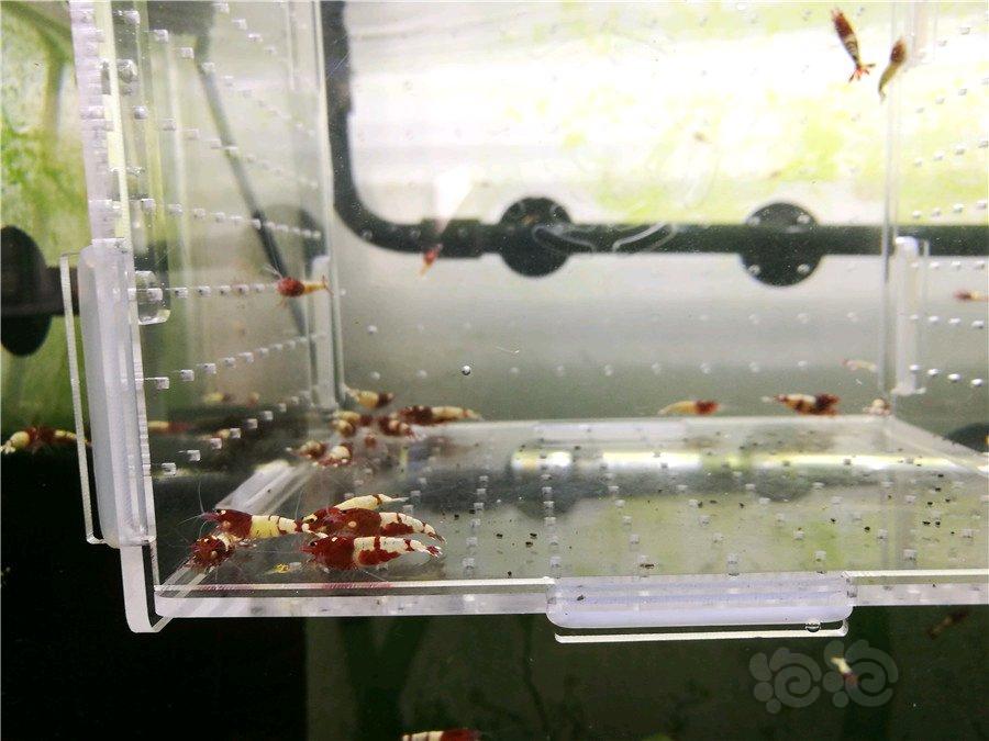 减密度出德系红pinto水晶虾-图1