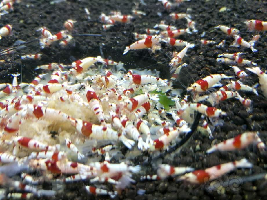 出纯血红白水晶虾-图2