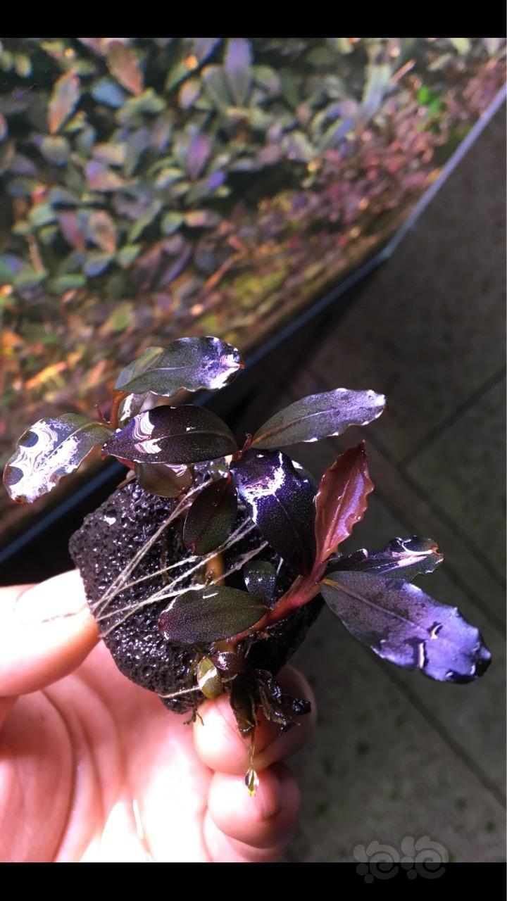 出售试出一个辣椒榕海莲娜