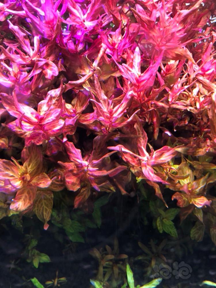 出点豹纹红蝴蝶迷你红蝴蝶