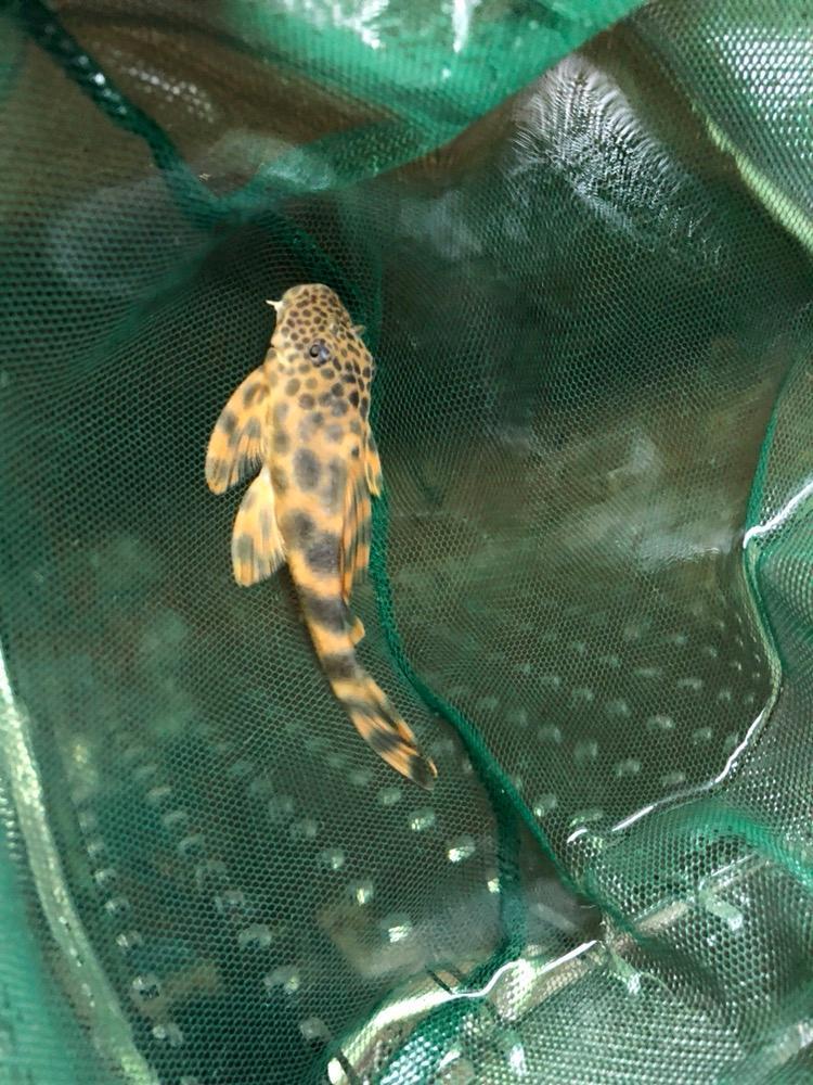 异型黑点老虎异形鱼