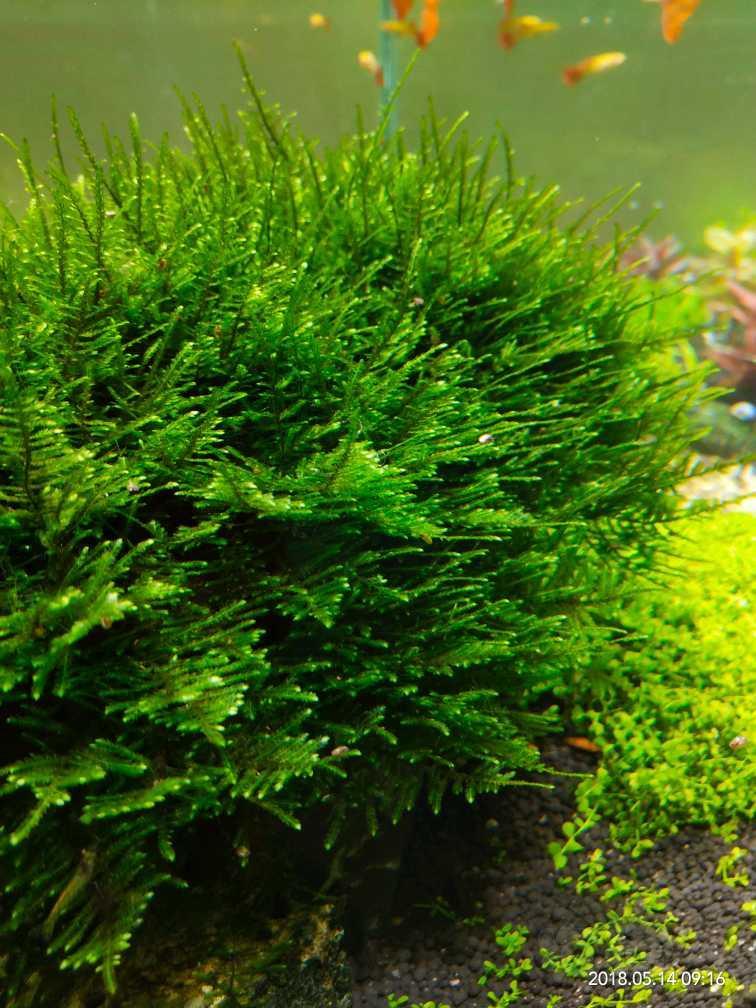 出大三角莫斯状态杠杠滴