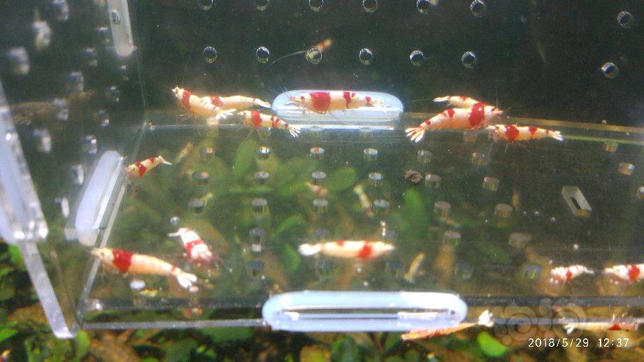 【出售】出几组红白水晶虾-图6