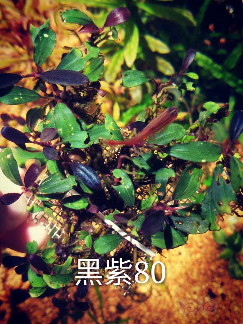 【辣椒榕】出一颗带水下叶紫芭蕉和辣椒榕-图4