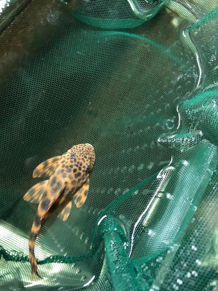 异型黑点老虎异形鱼