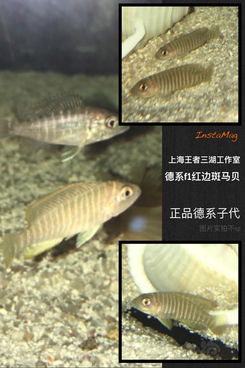 【热带鱼】斑马贝 贝壳虎 三湖 卷贝出售-图1