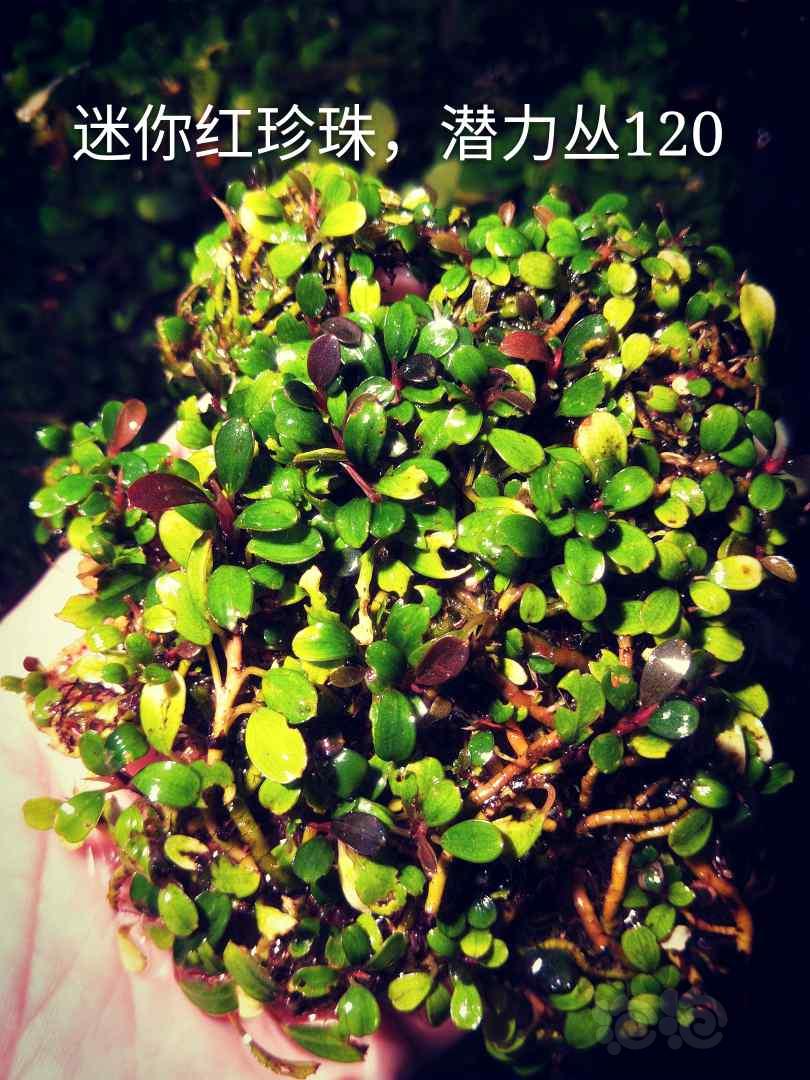 【辣椒榕】出一颗带水下叶紫芭蕉和辣椒榕-图6
