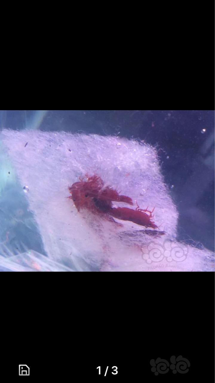 【虾】2018-5-8#RMB拍卖血腥玛丽8母2公 随机再送2只-图1