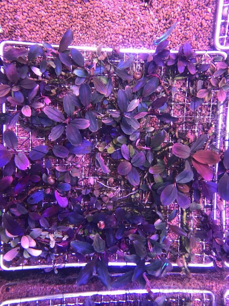 出售继续平价出售发色辣椒榕了解一下