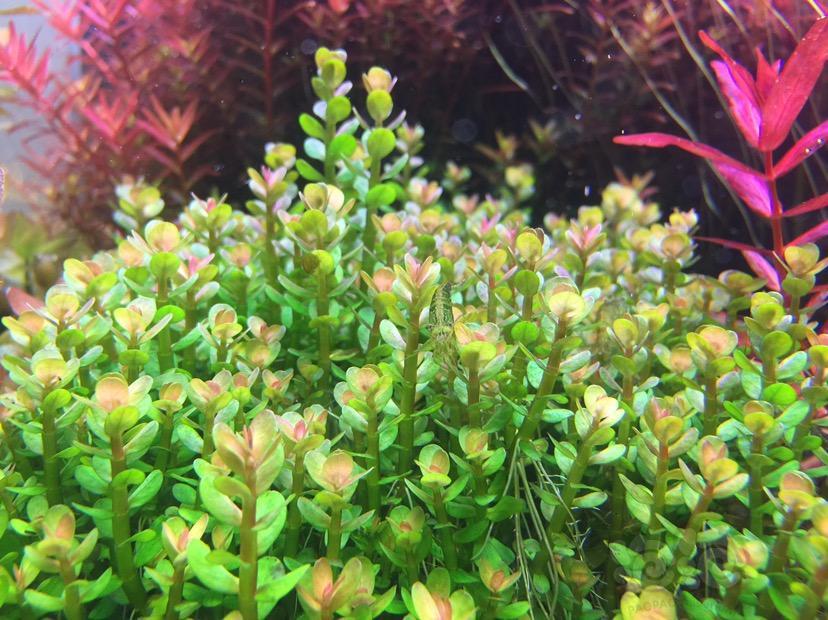 出售福利水草5份印度小圆叶50颗每份