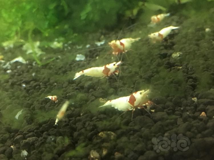 红白水晶虾晒-图4
