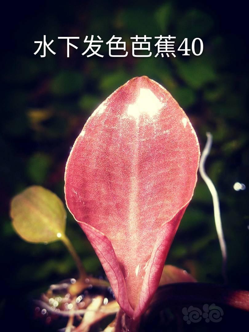 【辣椒榕】出一颗带水下叶紫芭蕉和辣椒榕-图1