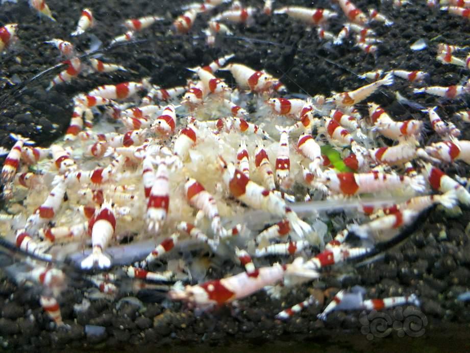 出纯血红白水晶虾-图3