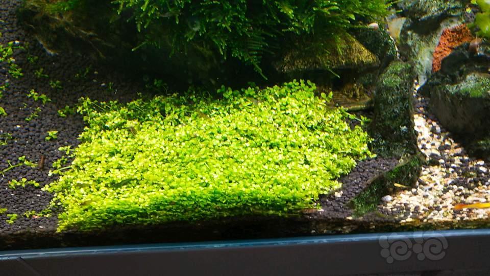 出莫斯一份,量大,状态杠杠滴