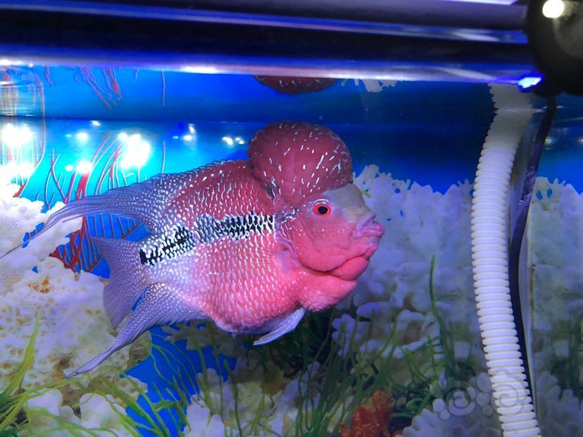 罗汉鱼这条鱼品相行吗