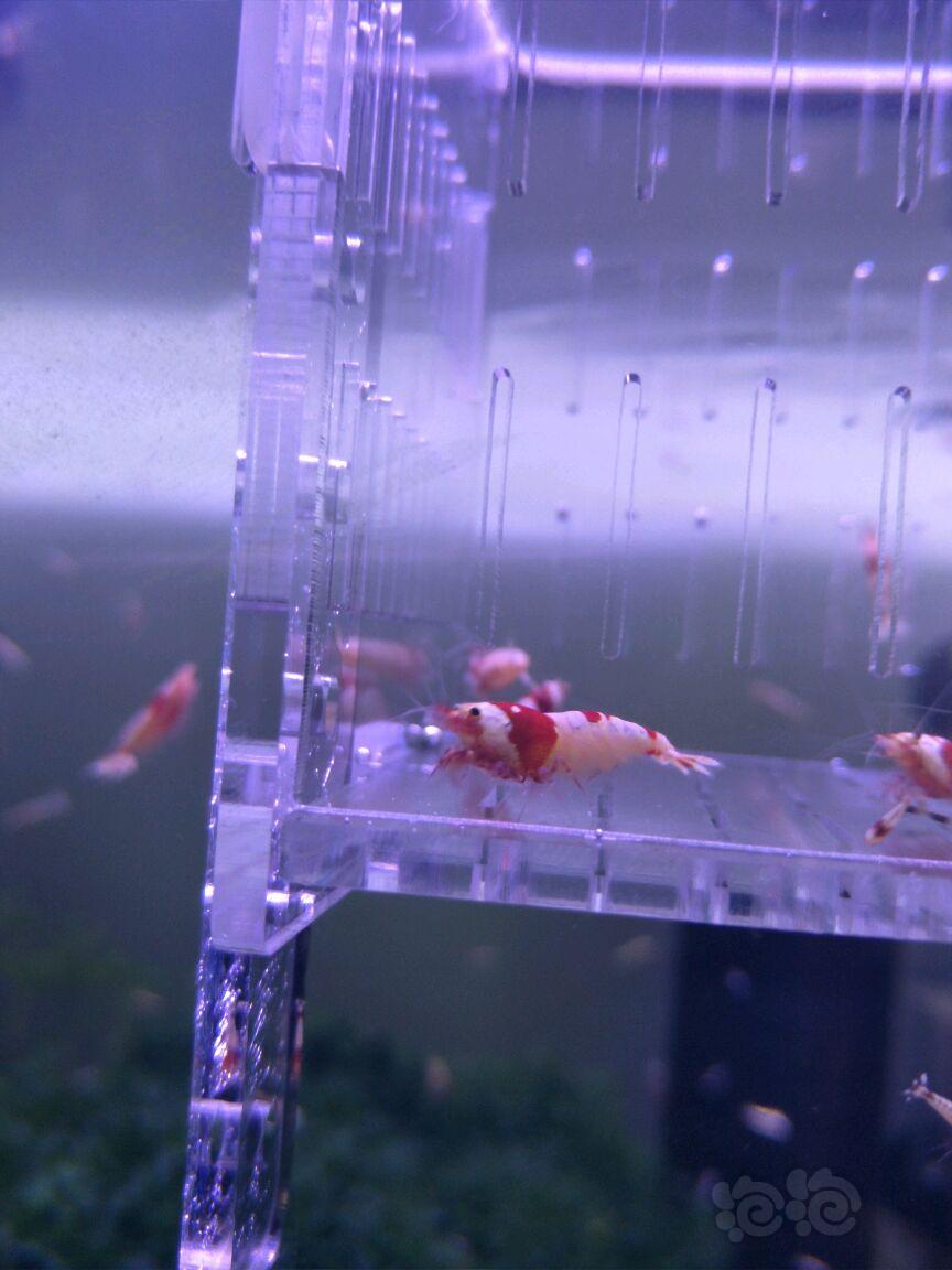 【虾】2018-5-08#RMB拍卖红白水晶虾成虾10只（5母5公）-图6
