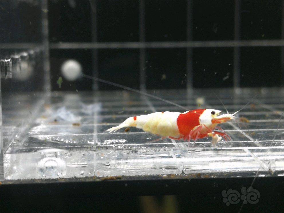 【虾】2018-5-14#RMB拍卖红白纯血一对-图4