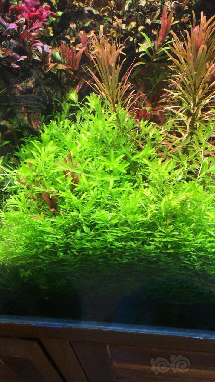 一盆日本珍珠20元包普快