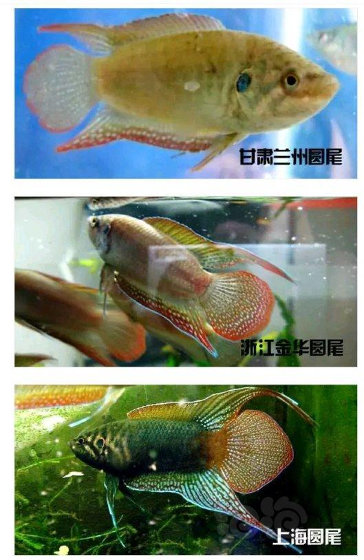 鬥魚中國鬥魚態特徵