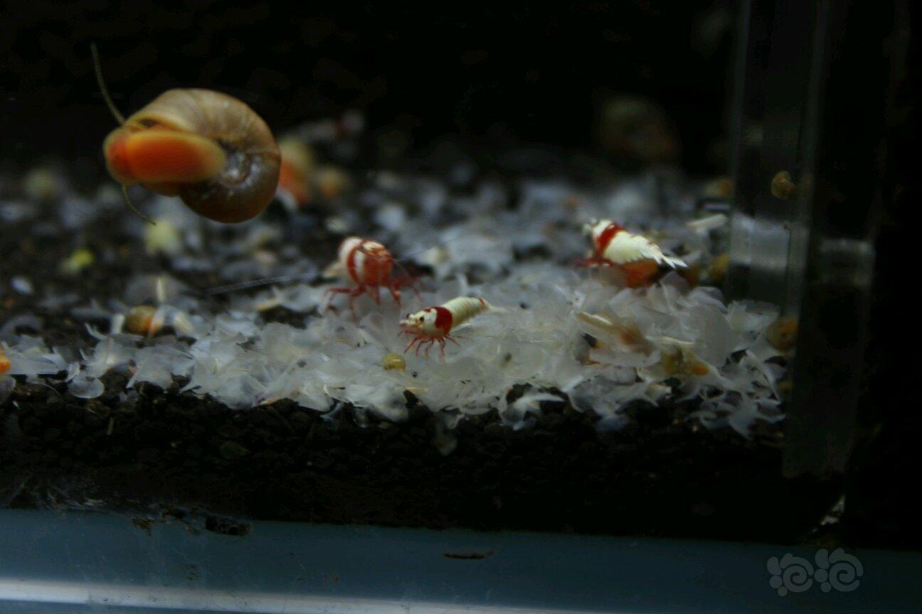 【虾】2018-5-10#RMB拍卖红白水晶虾6只-图4