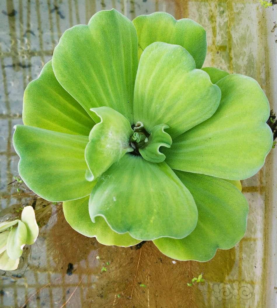 自己培植的水芙蓉