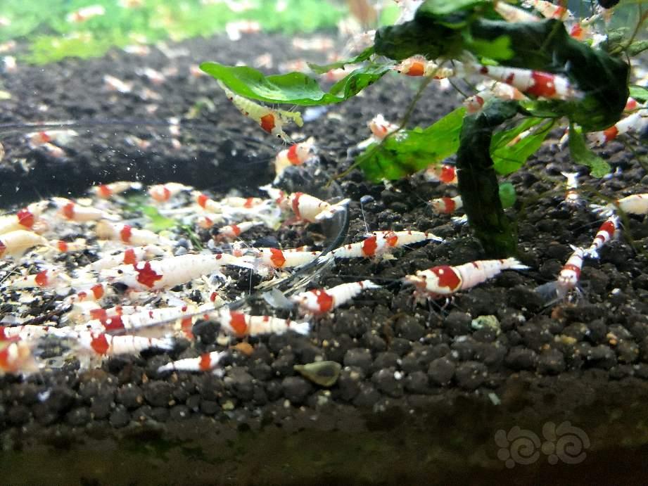 【虾螺】出红白水晶虾（照片存在一定曝光）-图1