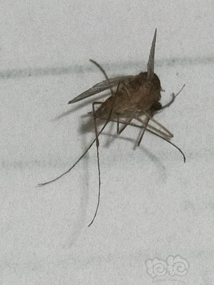 打死一只蚊子-图1
