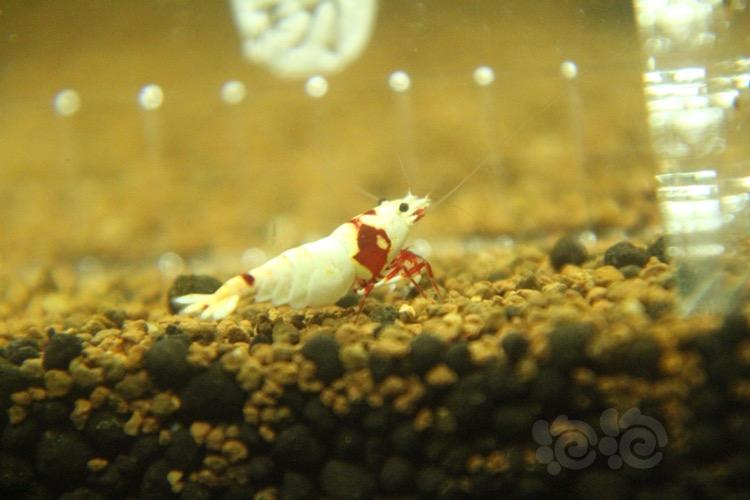 【虾】2018-05-02#RMB拍卖红白水晶虾一只-图5
