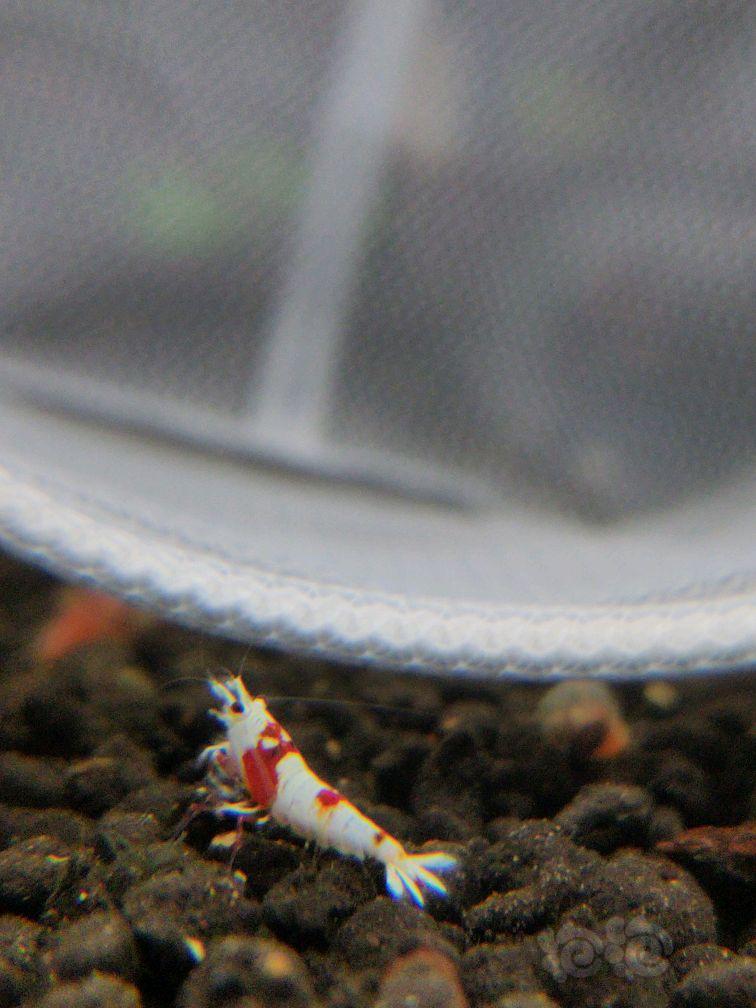 【虾】2018-5-9#RMB拍卖纯血红白水晶虾一只-图5
